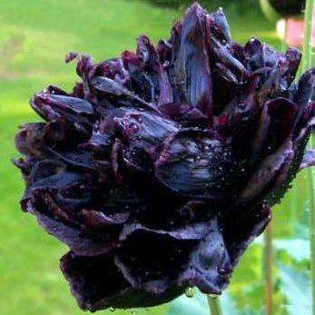 20 Black Peony Poppy Seeds - Papaver somniferum var. paeoniflorum Seeds - Frost Hardy Annual