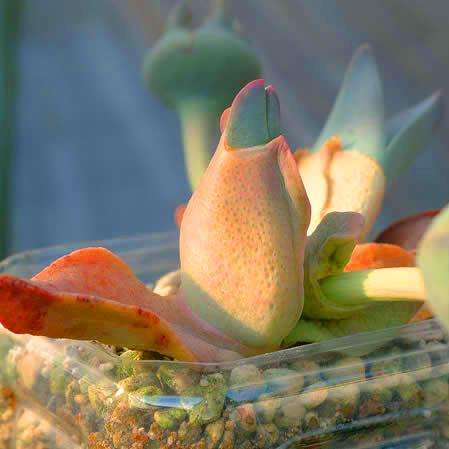 10 Cheiridopsis peculiaris Seeds - Indigenous Succulents