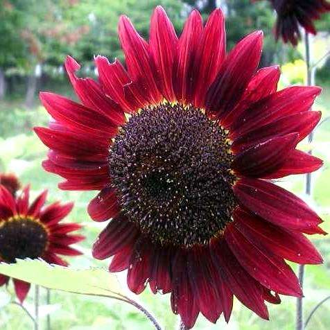 10 Velvet Queen Sunflower Seeds - Helianthus annuus Seeds - Annual