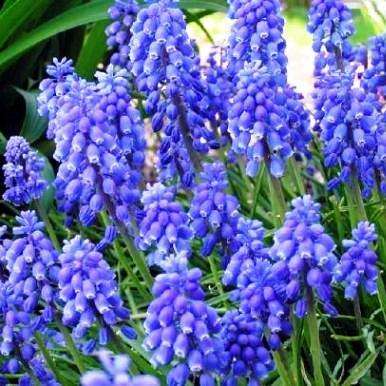 10 Muscari Mixed Species Seeds - Grape Hyacinth, Blue Bottles, Feather Hyacinth