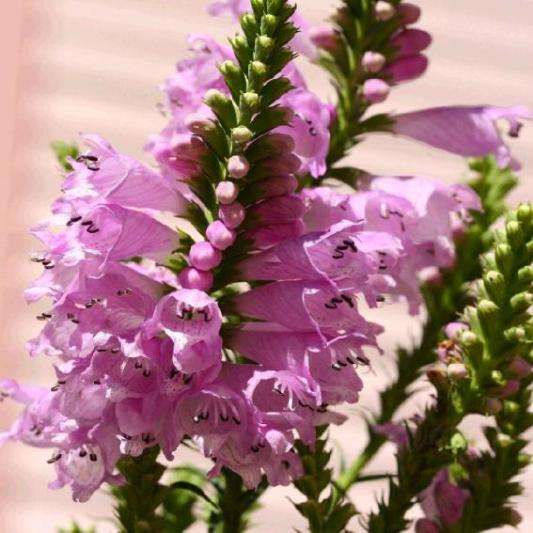 Physostegia virginiana Seeds - Rose Queen Obedient Plant - Cut Flower Seeds