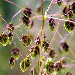 Ornamental Quaking-grass - Briza media Seeds