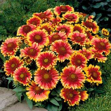 Arizona Sun Blanket Flower Seeds - Gaillardia aristata Arizona Sun