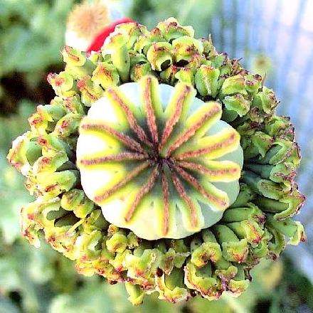 Hens & Chicks Poppy Seeds - Papaver somniferum Hens & Chicks Seeds - Frost Hardy Annual
