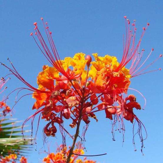 6 Pride of Barbados - Peacock Flower Seeds - Caesalpinia pulcherrima Seeds - Frost Hardy