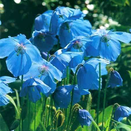 Himalayan Blue Poppy Seeds - Meconopsis betonicifolia Seeds - Fost Hardy Perennial