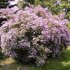 10 Dream Catcher, Beauty Bush or Pink Cloud Seeds - Kolkwitzia amabilis Shrub Seeds Frost Hardy