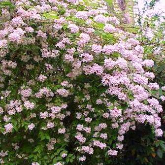 Dream Catcher, Beauty Bush or Pink Cloud Seeds - Kolkwitzia amabilis Shrub Seeds Frost Hardy