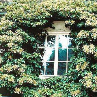 Climbing Hydrangea Seeds - Hydrangea anomala petiolaris - Vine, Creeper, Climber Frost Hardy