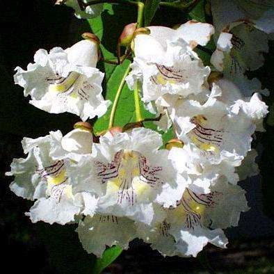 10 Catalpa speciosa, Northern Catalpa Tree Seeds