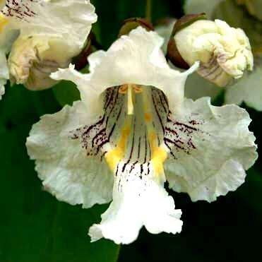 Catalpa speciosa, Northern Catalpa Tree Seeds