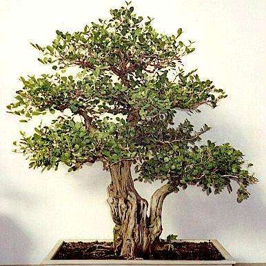 10 Murraya paniculata Bonsai Tree Seeds - Orange Jasmine - Mock Orange Seeds