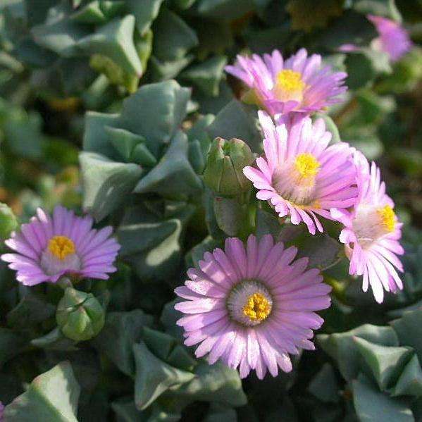 10 Oscularia deltoides Seeds - Indigenous Mesemb - Buy Succulent & Cacti Seeds from Africa