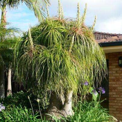 10 Ponytail Palm (Beaucarnea recurvata) Tree Seeds - Exotic Frost Hardy