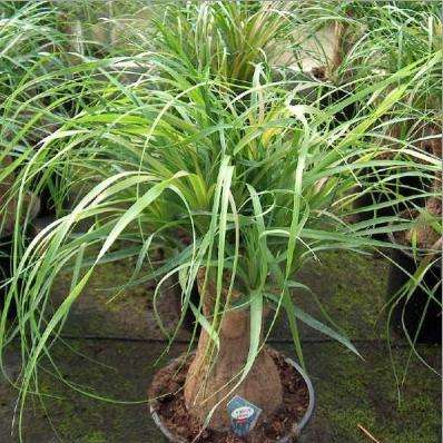 Ponytail Palm (Beaucarnea recurvata) Tree Seeds - Exotic Frost Hardy