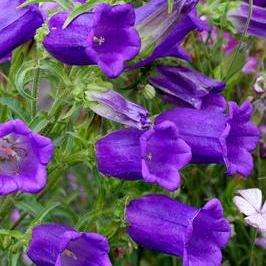 150 Bells of Holland Seeds - Campanula medium Seeds - Bulk Biennial Seeds