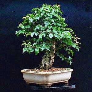 10 Carpinus turczaninowii Bonsai Tree Seeds