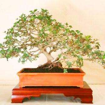 10 Dovyalis caffra (Kei-apple) Bonsai Tree Seeds - Indigenous