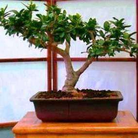 Dovyalis caffra (Kei-apple) Bonsai Tree Seeds - Indigenous