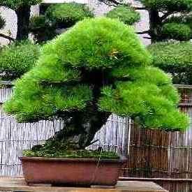 Japanese Black Pine or Pinus thunbergii Bonsai Tree Seeds