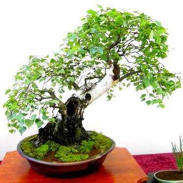 Betula pendula Bonsai Tree Seeds ~ Silver Birch, European Weeping Birch, European White Birch