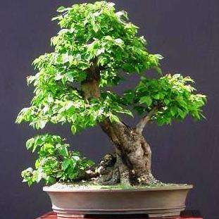 Carpinus betulus - European hornbeam Bonsai Tree Seeds