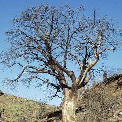 10 Sterculia africana Tree Seeds ~ African Star Chestnut