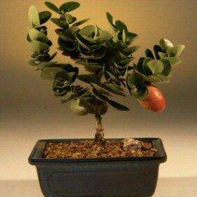 10 Carissa macrocarpa (Big num-num) Bonsai Tree Seeds - Indigenous Fruit