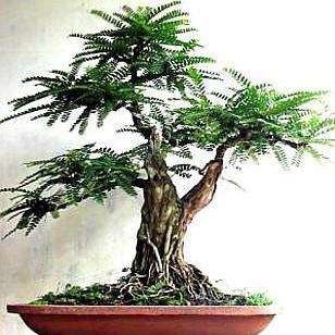 Acacia erioloba x haematoxylon (Bastard Camel Thorn or Basterkameeldoring) Bonsai Tree Seeds