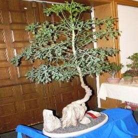 Cussonia transvaalensis Bonsai Seeds ~ Grey Cabbage Tree Seeds - Indigenous