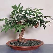 5 Vepris lanceolata - White Ironwood Bonsai Tree Seeds - Indigenous South African Tree Seeds