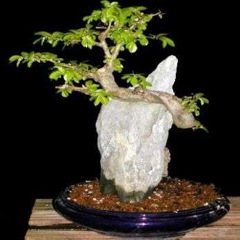 10 Small knobwood Bonsai Tree Seeds (Zanthoxylum capense) - Indigenous to South Africa
