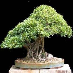 Ficus salicifolia Bonsai Tree Seeds - Indigenous