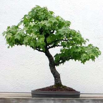 Liquidambar styraciflua Bonsai Tree Seeds ~ American Sweetgum, Redgum