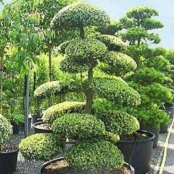 Ilex mitis Bonsai Tree Seeds (African Holly) - Indigenous