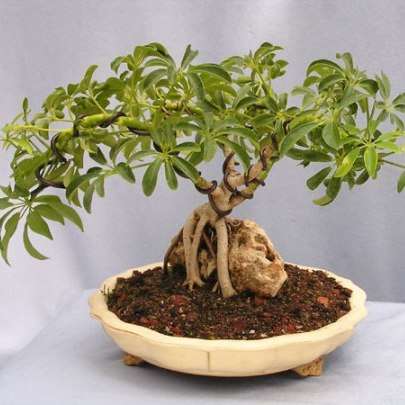 Schefflera umbellifera Bonsai Tree Seeds - Indigenous