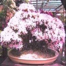 Calodendrum capense Bonsai Tree Seeds - Indigenous