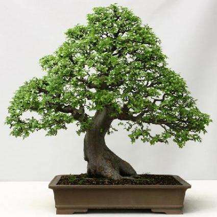 Chinese Elm, Lacebark Elm (Ulmus parvifolia) Bonsai Tree Seeds - Exotic Frost