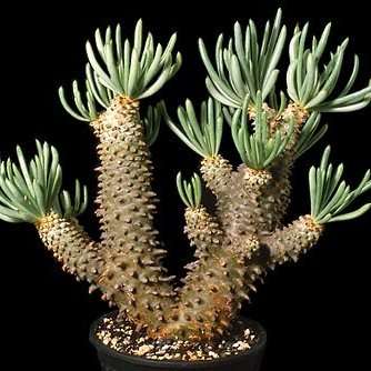 10 Tylecodon cacalioides Seeds - Natural Bonsai - Indigenous Succulents