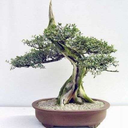 European Olive - Olea europaea ssp. africana - Bonsai Tree Seeds + FREE Bonsai e-Book - Indigenous