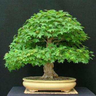 Acer buergerianum or Trident Maple Bonsai Tree Seeds