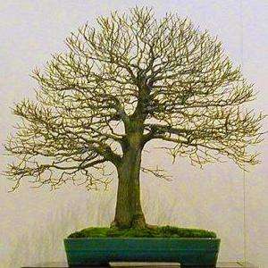 10 Celtis africana Bonsai Tree Seeds - Indigenous