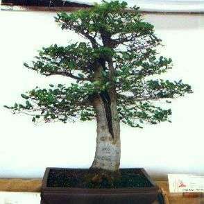 Witstinkhout Bonsai Sade - White Stinkwood Tree Seeds - Indigenous