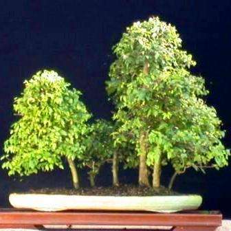 Celtis africana Bonsai Seeds - Witstinkhout Bonsai Sade - Buy Seeds For Trees Indigenous to RSA
