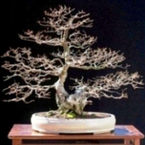 10 Carpinus koreana Bonsai Tree Seeds - Korean Hornbeam