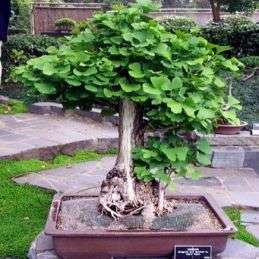 Carob ~ Ceratonia siliqua Bonsai Tree Seeds
