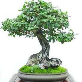 10 Carob ~ Ceratonia siliqua Bonsai Tree Seeds