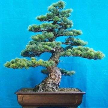 Pinus halepensis, Aleppo Pine, Jerusalem Pine Bonsai Tree Seeds - Combined Shipping