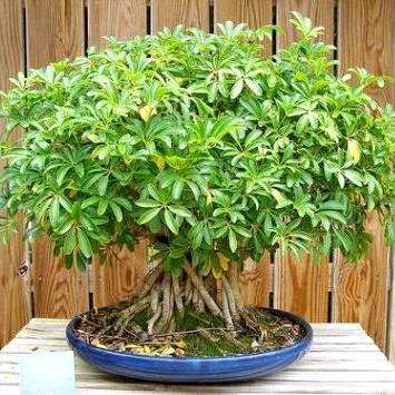 Schefflera arboricola Bonsai Tree Seeds - Hawaiian Elf Schefflera