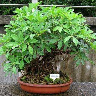 5 Schefflera arboricola Bonsai Tree Seeds - Hawaiian Elf Schefflera